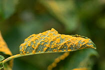 Willow (Salix) leaf, with Willow leaf rust (Melampsora) Surrey, England, 2014.