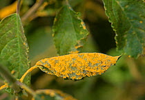 Willow (Salix) leaf, with Willow leaf rust (Melampsora) Surrey, England, June.
