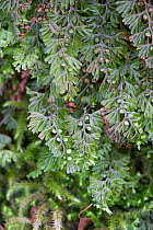 Wilson's Filmy Fern (Hymenophyllum wilsonii) with sori, Snowdonia, north Wales, UK, July.