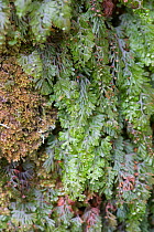 Wilson's Filmy Fern (Hymenophyllum wilsonii) Snowdonia, north Wales, UK, July.