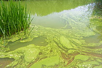 Blue-Green Algae (Cyanobacteria) bloom on Slapton Ley, Devon, England. This bacteria produces toxins including Micocystin, July.