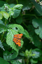 Comma Butterfly, (Polygonia c-album) Surrey, England, June.