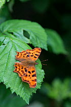 Comma Butterfly (Polygonia c-album) Surrey, England, June. Crop of 1489961.