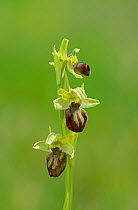 Early Spider Orchid (Ophrys sphegodes) Samphire Hoe, Kent, England, April.