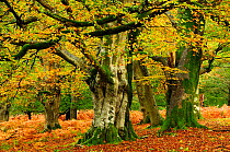 Mature Beech (Fagus sylvatica) trees in Mark Ash Wood, New Forest, Hampshire, UK, November.
