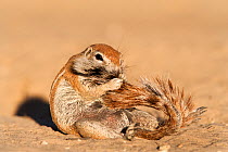Ground squirrel (Xerus inauris) cleaning itss tail, Kgalagadi Transfrontier Park, Northern Cape, South Africa, non-ex. Non-ex.