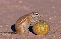 Ground squirrel (Xerus inauris) eating Tsamma melon, Kgalagadi Transfrontier Park, South Africa, non-ex. Non-ex.