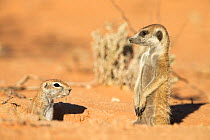 Meerkat (Suricata suricatta), with ground squirrel (Xerus inauris), Kgalagadi Transfrontier Park, Northern Cape, South Africa, non-ex. Non-ex.