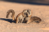 Young ground squirrels (Xerus inauris) playfighting, Kgalagadi Transfrontier Park, Northern Cape, South Africa, non-ex. Non-ex.