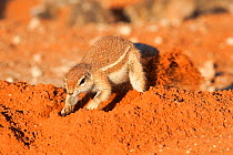 Ground squirrel (Xerus inauris) digging burrow, Kgalagadi Transfrontier Park, Northern Cape, South Africa, non-ex. Non-ex.