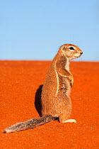 Ground squirrel on red sand dune (Xerus inauris) Kgalagadi Transfrontier Park, Northern Cape, South Africa, non-ex. Non-ex.