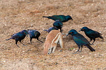 Ground squirrel (Xerus inuaris) foraging, watched by Cape glossy starlings (Lamprotornis nitens) which are waiting for insects to be thrown up by digging, Kgalagadi Transfrontier Park, South Africa, n...