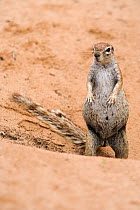 Pregnant ground squirrel (Xerus inuaris) at burrow, Kgalagadi Transfrontier Park, Northern Cape, South Africa, non-ex. Non-ex.