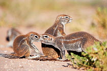 Ground squirrel (Xerus inauris) grooming baby at burrow, Kgalagadi Transfrontier Park, Northern Cape, South Africa, non-ex. Non-ex.