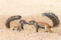 Ground squirrels (Xerus inauris) greeting, Kgalagadi Transfrontier Park, Northern Cape, South Africa, non-ex. Non-ex.