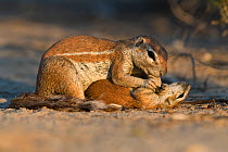 Ground squirrel (Xerus inauris) grooming baby, Kgalagadi Transfrontier Park, South Africa.