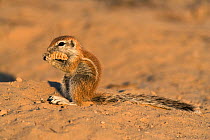 Baby Ground squirrel (Xerus inauris) eating seed pod, Kgalagadi Transfrontier Park, South Africa. Non-ex.