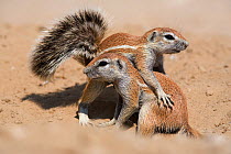 Young ground squirrels (Xerus inauris) playing, Kgalagadi Transfrontier Park, South Africa. Non-ex.