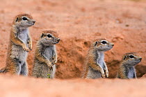 Young Ground squirrels (Xerus inauris) at burrow, Kgalagadi Transfrontier Park, South Africa. Non-ex.
