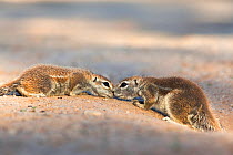 Ground squirrels (Xerus inauris) greeting, Kgalagadi Transfrontier Park, Northern Cape, South Africa. Non-ex.