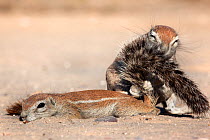 Ground squirrel (Xerus inauris) grooming young, Kgalagadi Transfrontier Park, Northern Cape, South Africa. Non-ex.