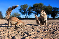 Ground squirrels (Xerus inauris) Kgalagadi Transfrontier Park, Northern Cape, South Africa Non-ex.