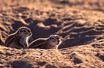Ground squirrels (Xerus inauris) at burrow, Kgalagadi Transfrontier Park, South Africa. Non-ex.