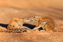 Ground squirrel (Xerus inauris) greeting young, Kgalagadi Transfrontier Park, Northern Cape, South Africa. Non-ex.