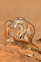 Ground squirrel (Xerus inauris) with young, Kgalagadi Transfrontier Park, Northern Cape, South Africa.