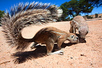Ground squirrels (Xerus inauris) Kgalagadi Transfrontier Park, Northern Cape, South Africa. Non-ex.