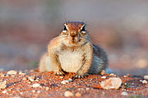 Ground squirrel (Xerus inauris) Kgalagadi Transfrontier Park, Northern Cape, South Africa. Non-ex.
