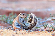 Ground squirrel (Xerus inauris) sitting on tail, Kgalagadi Transfrontier Park, Northern Cape, South Africa. Non-ex.