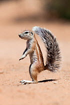 Ground squirrel (Xerus inauris) Kgalagadi Transfrontier Park, Northern Cape, South Africa.
