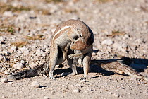 Ground squirrels (Xerus inauris) wrestling, Etosha National park, Namibia, Africa. Non-ex.