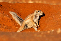 Ground squirrel (Xerus inauris) burrowing, Kgalagadi Transfrontier Park, Northern Cape, South Africa. Non-ex.