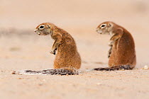 Ground squirrels (Xerus inuaris) Kgalagadi Transfrontier Park, Northern Cape, South Africa. Non-ex.
