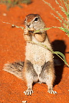 Ground squirrel (Xerus inauris) feeding, Kgalagadi Transfrontier Park, Northern Cape, South Africa. Non-ex.
