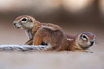 Ground squirrels (Xerus inuaris) Kgalagadi Transfrontier Park, Northern Cape, South Africa. Non-ex.