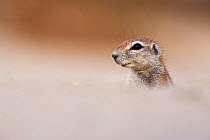 Young ground squirrel (Xeris unauris) Kgalagadi Transfrontier Park, Northern Cape, South Africa. Non-ex.