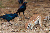 Ground squirrel (Xerus inauris) foraging and Cape Glossy Starlings (Lamprotornis nitens)  waiting for insects to be thrown up by digging, Kgalagadi Transfrontier Park, South Africa. Non-ex.