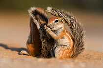 Baby ground squirrel (Xerus inauris) using its tail for shade, Kgalagadi Transfrontier Park, South Africa. Non-ex.