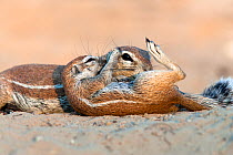 (Duplicate) Ground squirrel (Xerus inauris) grooming baby, Kgalagadi Transfrontier Park, South Africa Non-ex.