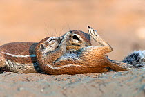 Ground squirrel (Xerus inauris) grooming baby, Kgalagadi Transfrontier Park, South Africa. Non-ex.