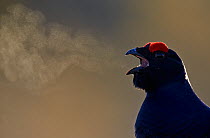 Black Grouse (Tetrao tetrix) with breath condensing in air, Liminka Finland March