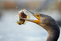 Cormorant (Phalacrocorax carbo) feeding on fish, Hungary, January