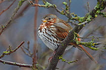 Fox Sparrow (Passerella iliaca) Uto, Finland, December