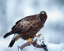 Golden Eagle (Aquila chrysaetos)  adult eating Willow Grouse (Lagopus lagopus), Norway, November