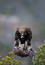 Golden Eagle (Aquila chrysaetos) juvenile feeding on Willow Grouse (Lagopus lagopus), Norway, November