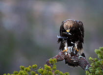 Golden Eagle (Aquila chrysaetos) juvenile feeding on Willow Grouse (Lagopus lagopus), Norway, November