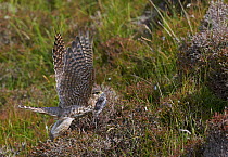 Merlin (Falco columbarius) taking off from ground with prey, Shetland, Scotland, UK. July.